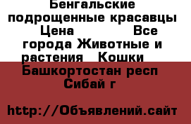 Бенгальские подрощенные красавцы. › Цена ­ 20 000 - Все города Животные и растения » Кошки   . Башкортостан респ.,Сибай г.